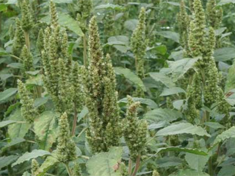 Herbicidi za suzbijanje korova u kukuruzu